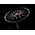 OZ Superturismo Evolutione - GLOSS BLACK + RED LETTERING - MINI 8x18 ET 45